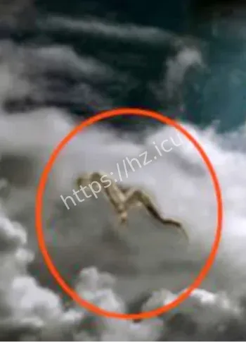 常熟野猫口目击